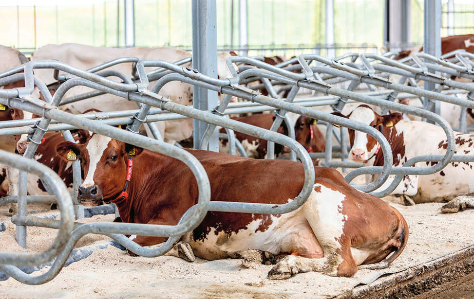 200th container with Dual waterbeds delivered to Spinder; 125,000 cows